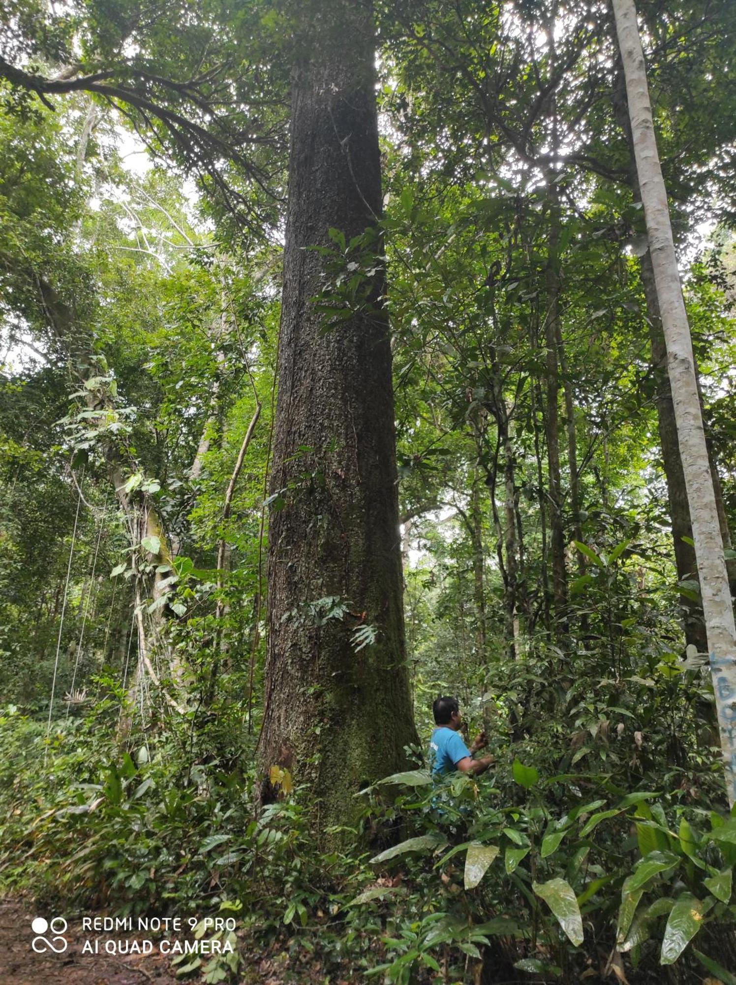 Castana Amazon Park Pansiyon Puerto Maldonado Dış mekan fotoğraf